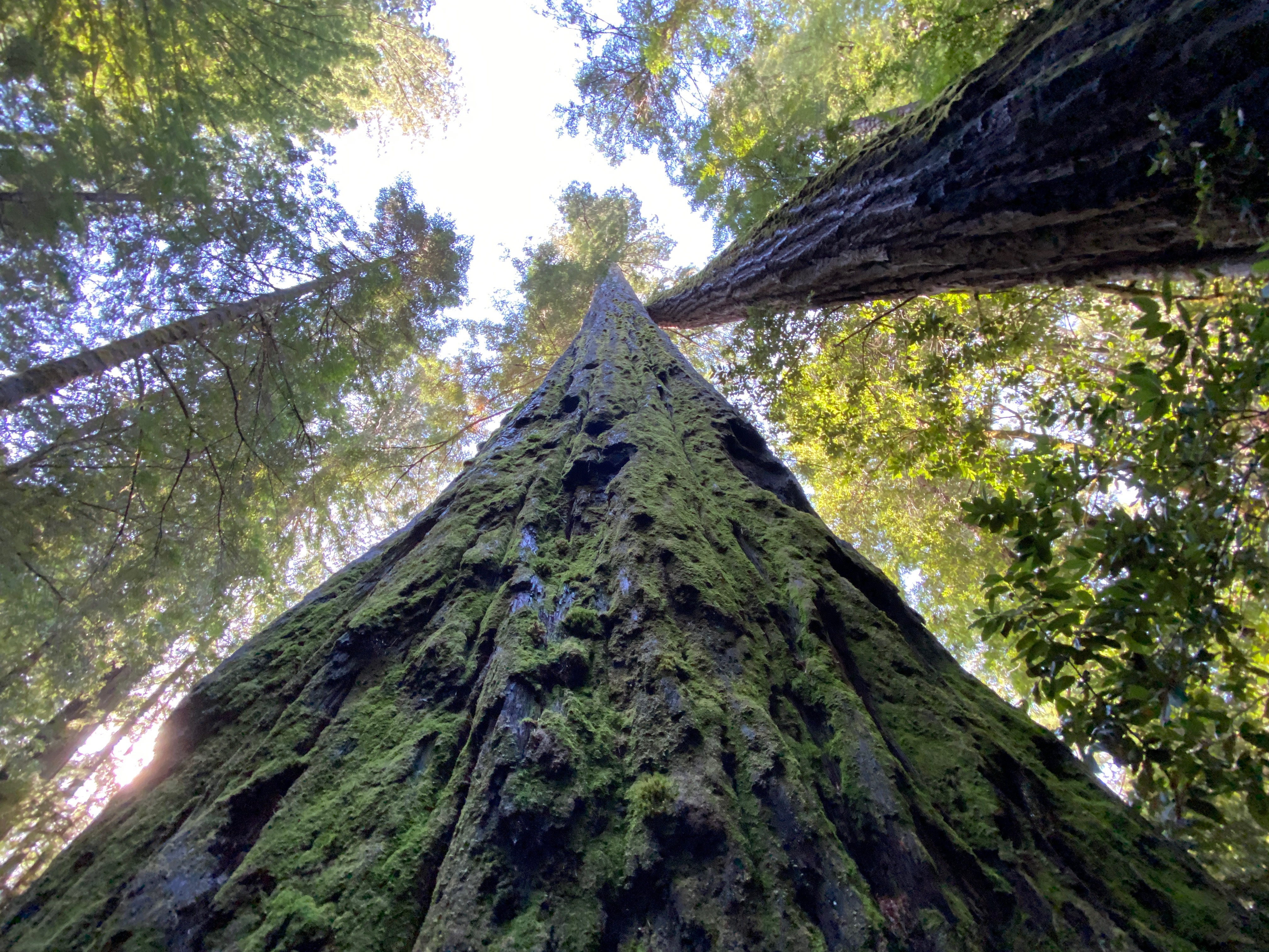 A view looking up a redwood from ground.